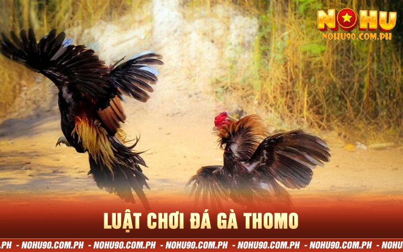 Luật chơi đá gà thomo