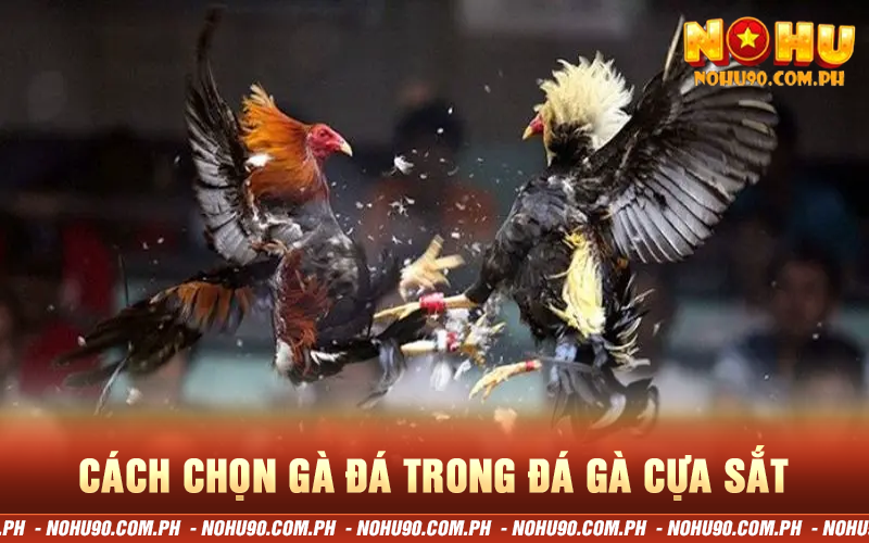 Cách chọn gà đá trong đá gà cựa sắt