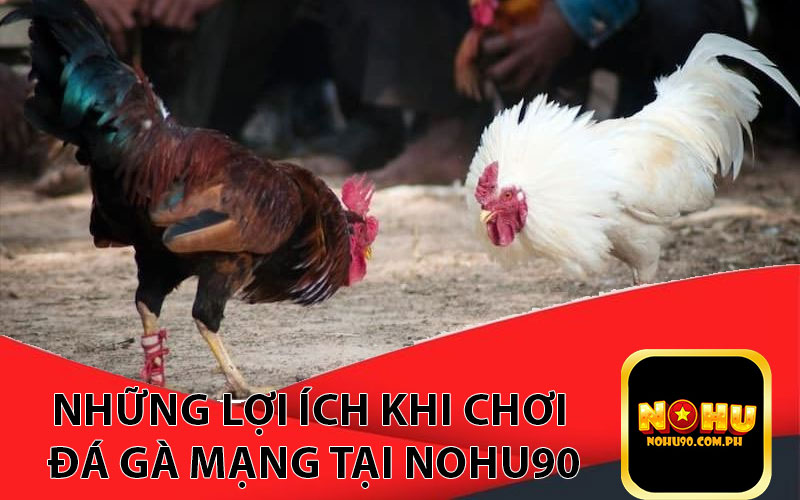 Những lợi ích khi chơi Đá Gà Mạng tại nohu90